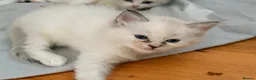 Ragdoll cats for sale: Stunning Colour Point and Bicolour Ragdoll Kittens - Advert 11