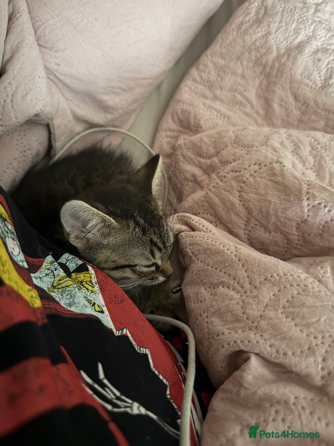 Mixed Breed cats for sale: Mixed breed kitten  - Advert 3