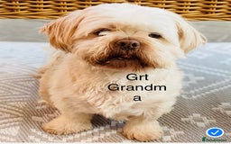 Shih Tzu dogs for sale: Handsome shih tzu boy puppies  - Image 9