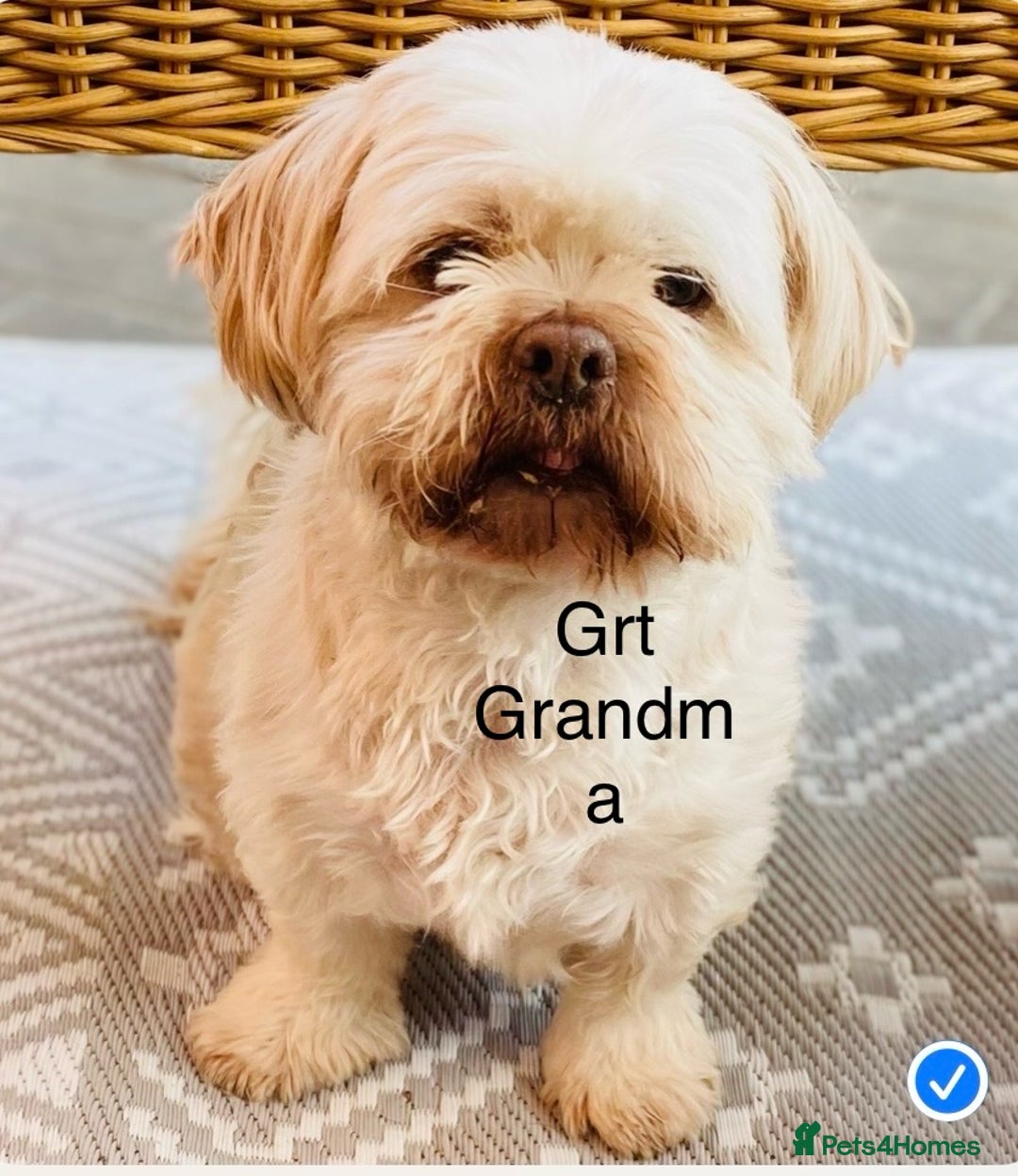 Shih Tzu dogs for sale: Handsome shih tzu boy puppies  - Image 9