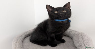 Mixed Breed cats - Advert 5
