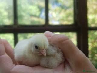 Chickens poultry - Advert 26