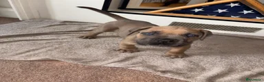 Mixed Breed Puppy 3