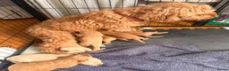Mini Goldendoodle dogs for sale: F2 miniature goldendoodles - Advert 15