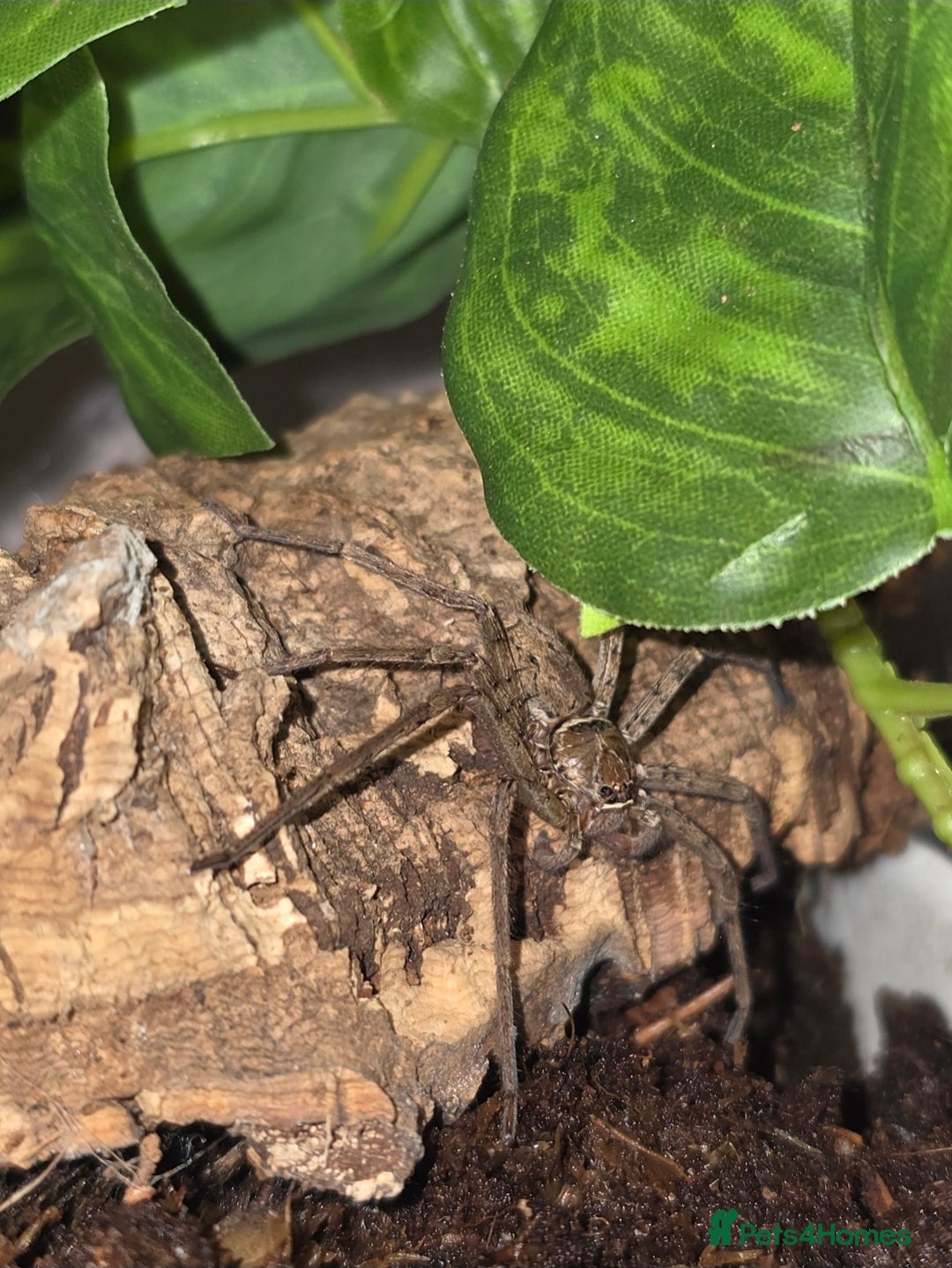 Python Snake reptiles for sale: Spiders and tarantulas - Advert 6