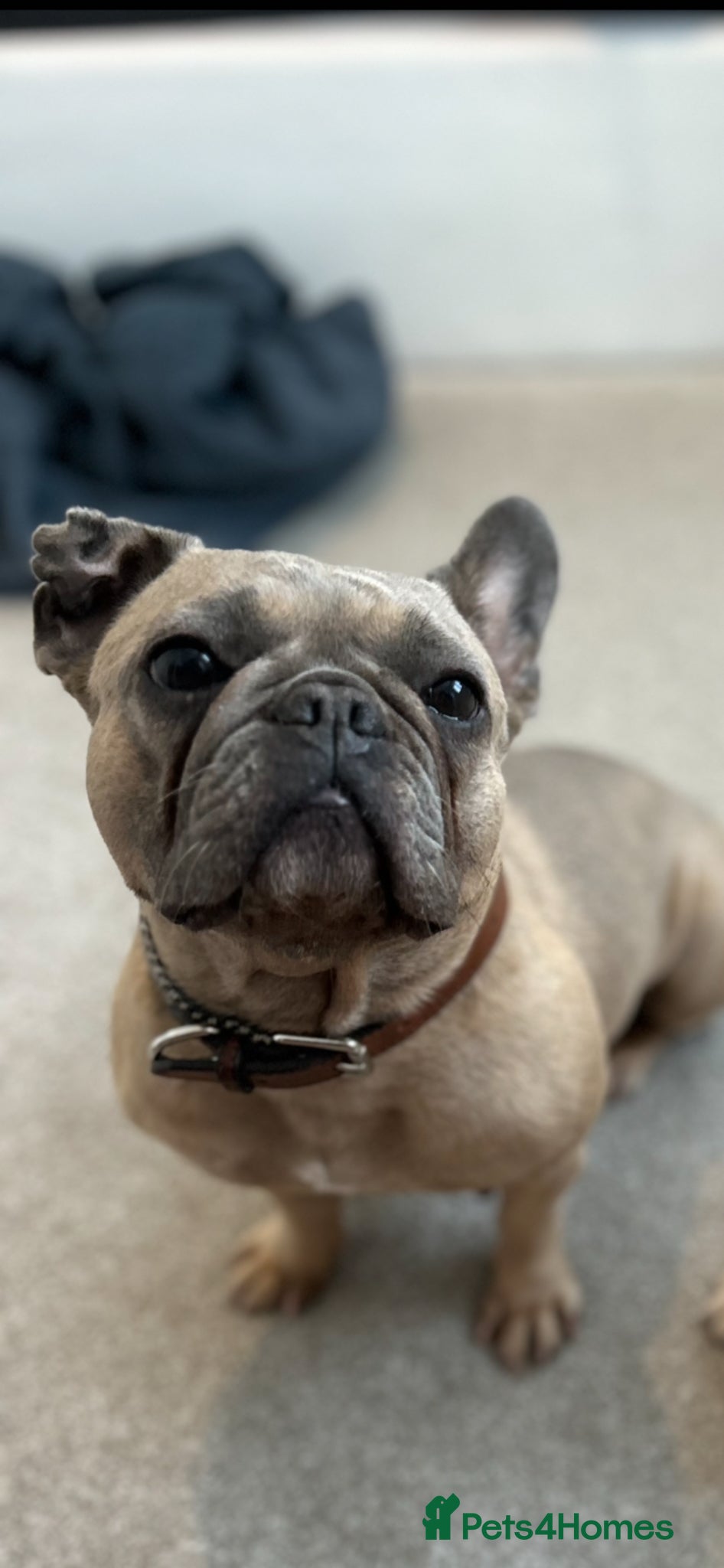 French Bulldog dogs French bulldog - Advert 6