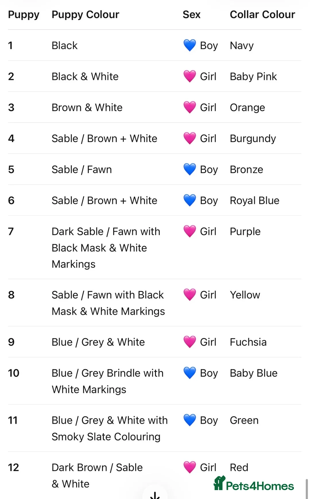 Mixed Breed dogs for sale: 🐾 Beautiful Cane Corso × St Bernard Puppies 🐾 - Advert 15