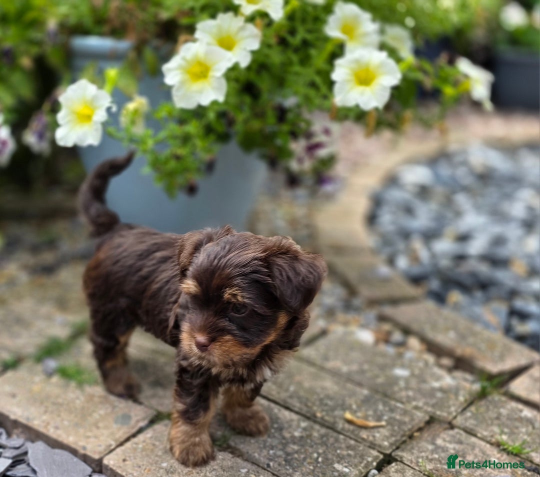 Yorkshire Terrier dogs for sale: Chocolate Yorkies  - Image 12