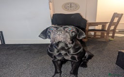 Cane Corso dogs for sale: Cane Corso  - Image 1