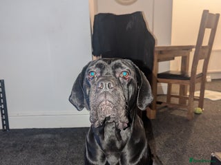 Cane Corso dogs for sale - Advert 1