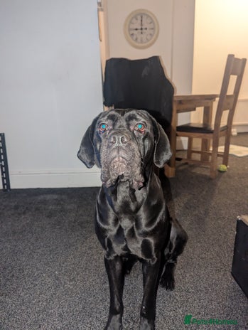 Cane Corso dogs - Advert 1