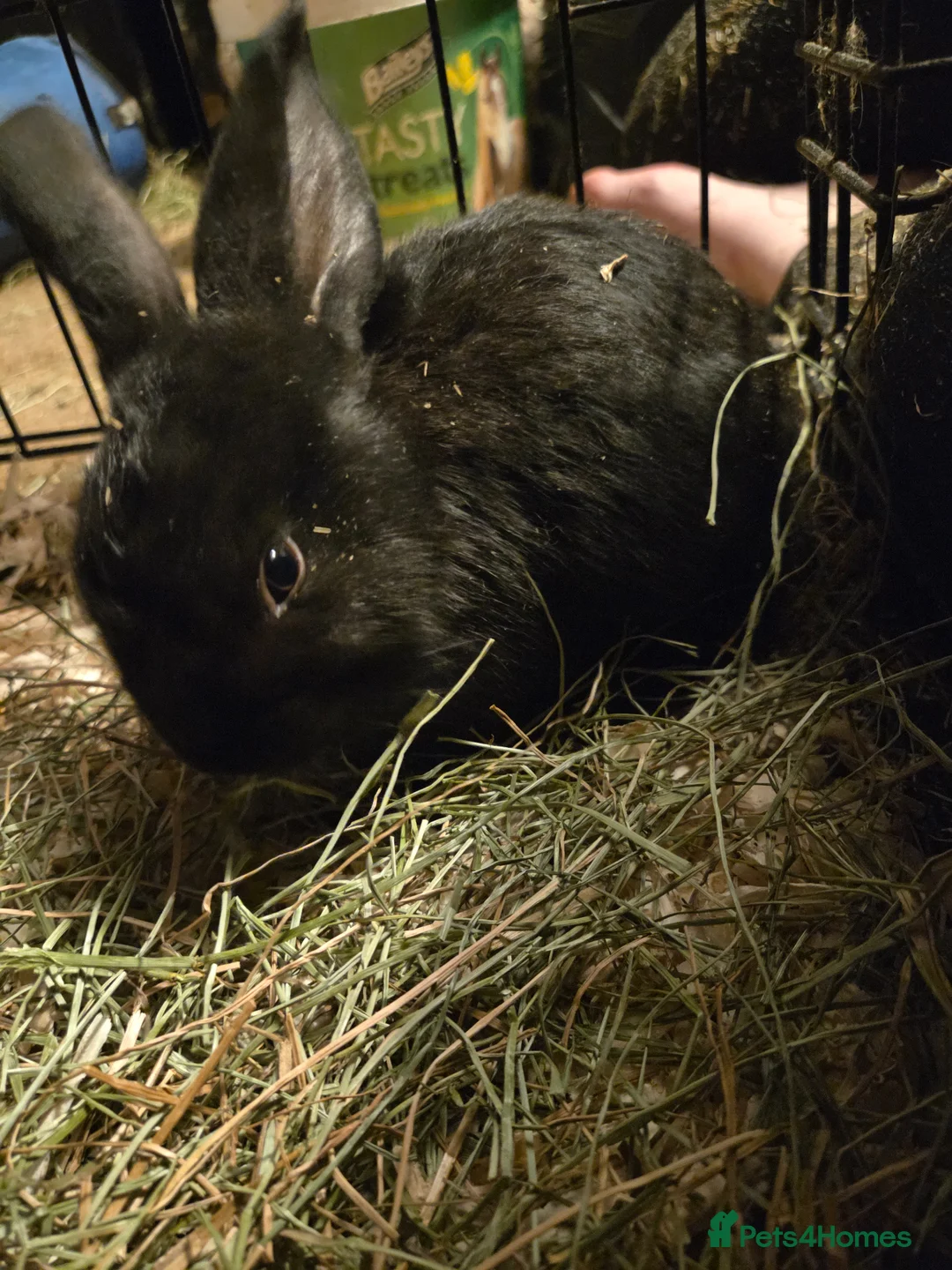 Continental Giant rabbits for sale: Continental giant babies  - Advert 8