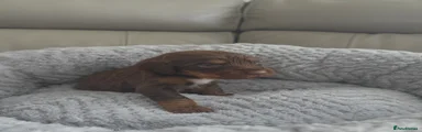 Cocker Spaniel 5