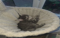 Maine Coon cats for sale: Maine Coon kittens  - Advert 20