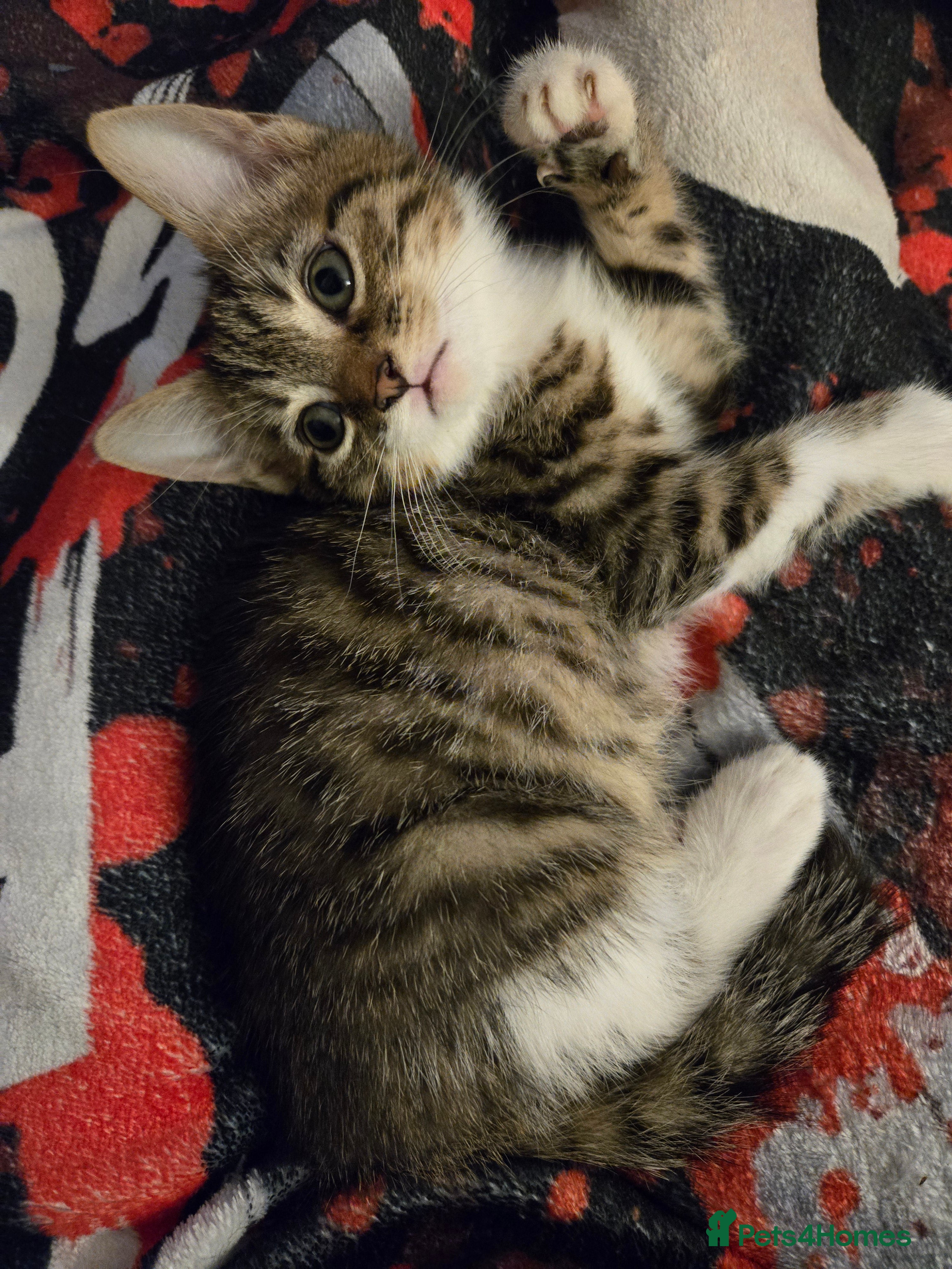 Mixed Breed cats 3 part bengal kittens  - Advert 1