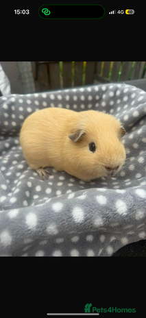 Guinea Pig rodents - Advert 16