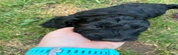Cockapoo dogs for sale: Cutest cockapoos ever! - Advert 17