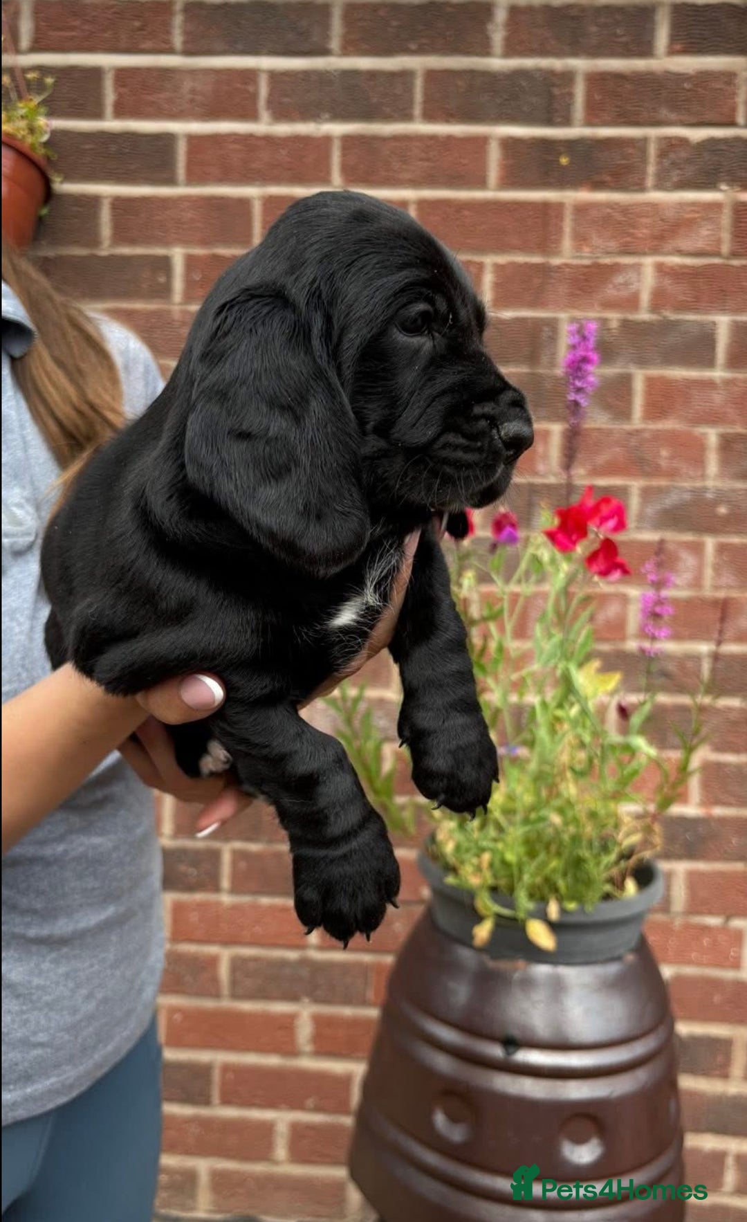Mixed Breed dogs for sale: Beautiful Basset Hound x’s - Image 10