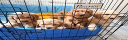 Cavapoo dogs for sale: Cavapoos puppies for sale  - Advert 13