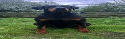 Dobermann dogs for sale: KC registered Dobermann pups - Advert 16