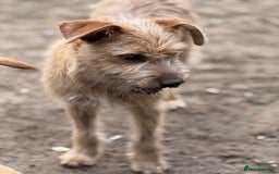Mixed Breed dogs for adoption: Sweet Sunny Needs LOVE - Image 9