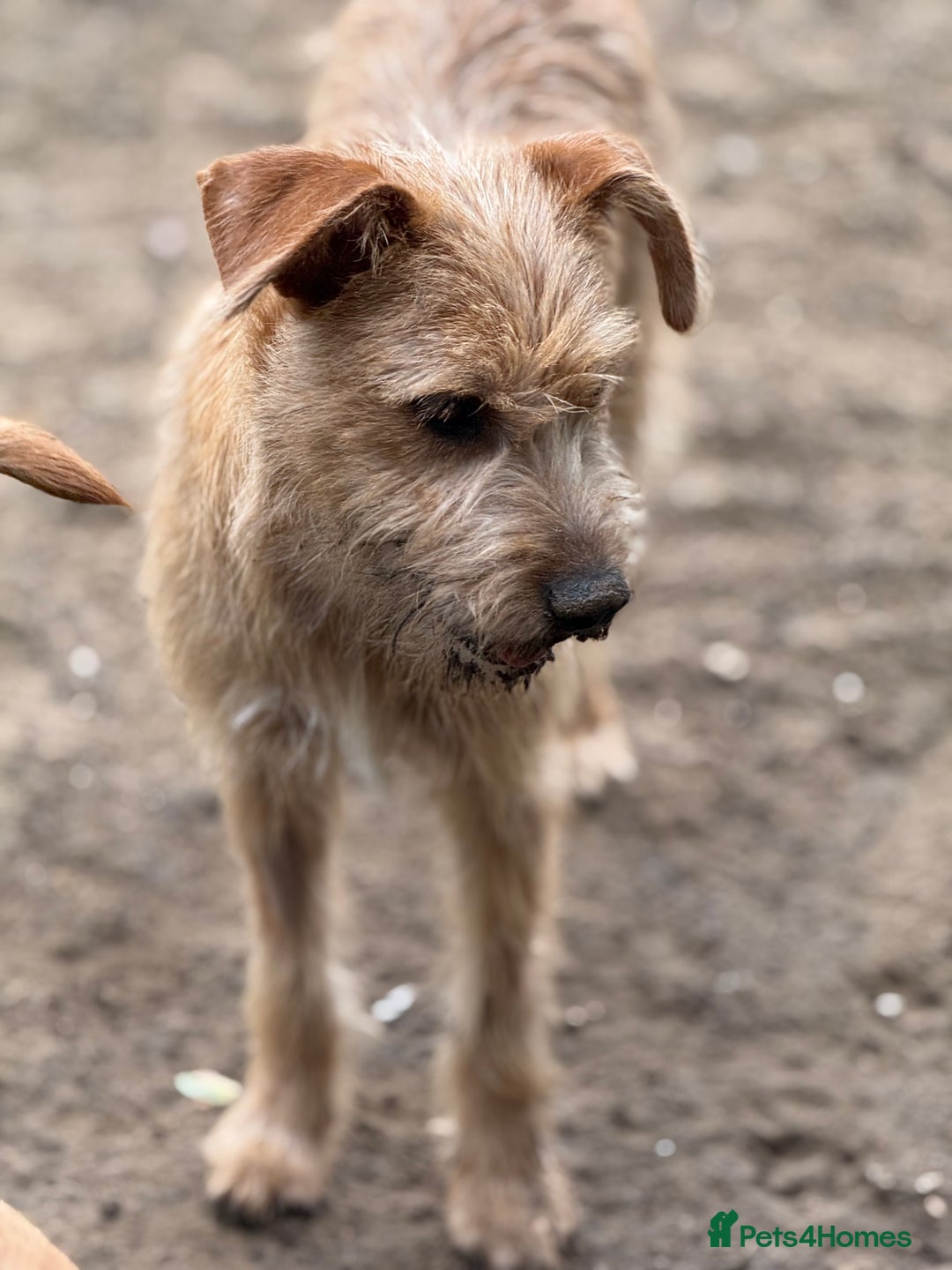 Mixed Breed dogs for adoption: Sweet Sunny Needs LOVE - Image 9