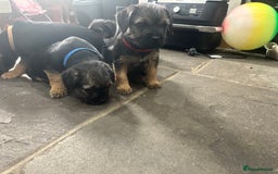 Border Terrier dogs for sale: Border Terrier Pups -Beautiful Pedigree  - Image 21