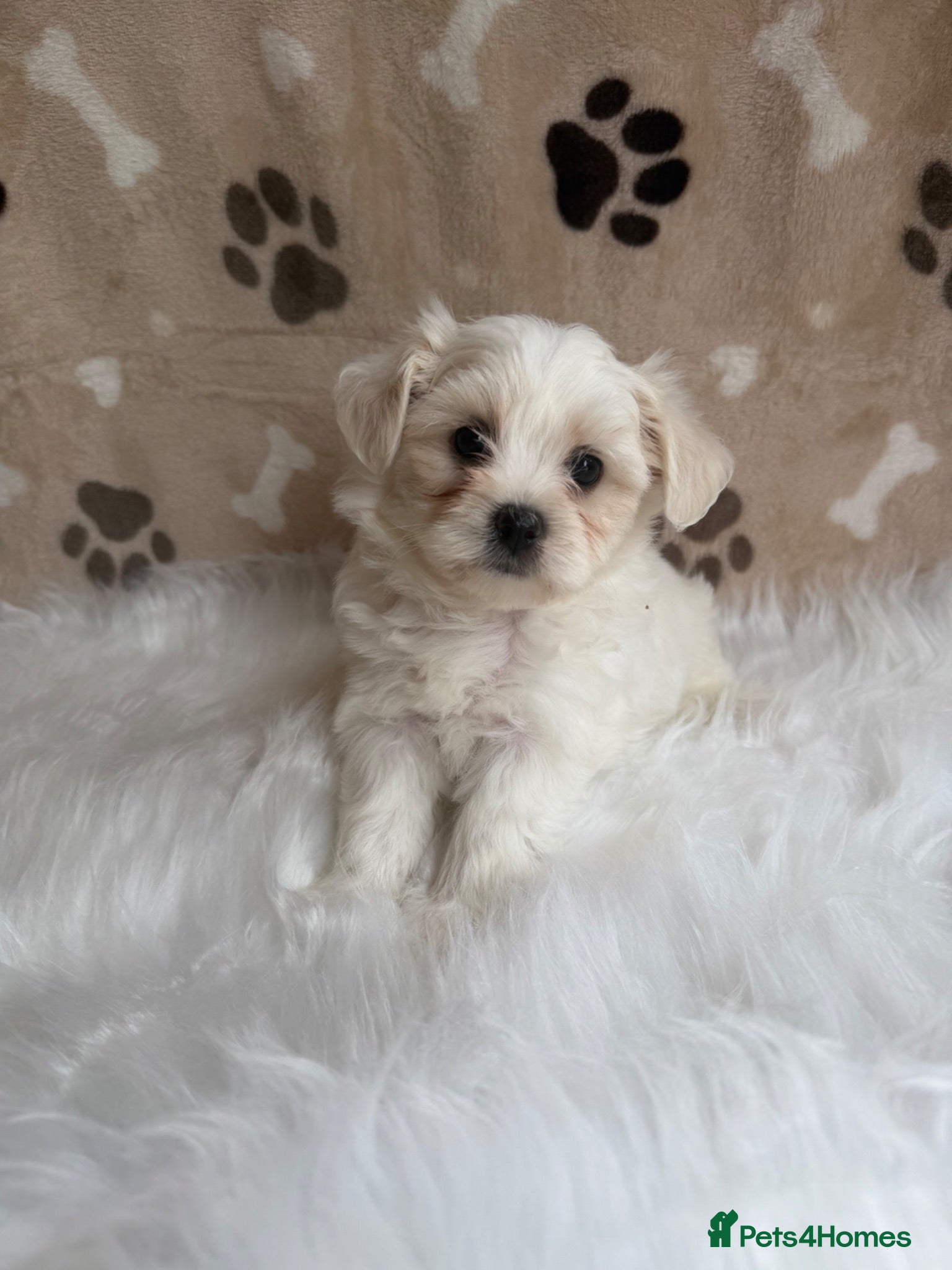 Maltipoo dogs ** 6 Maltipoo puppies** - Advert 1