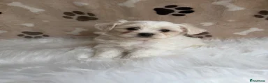 Maltipoo 1