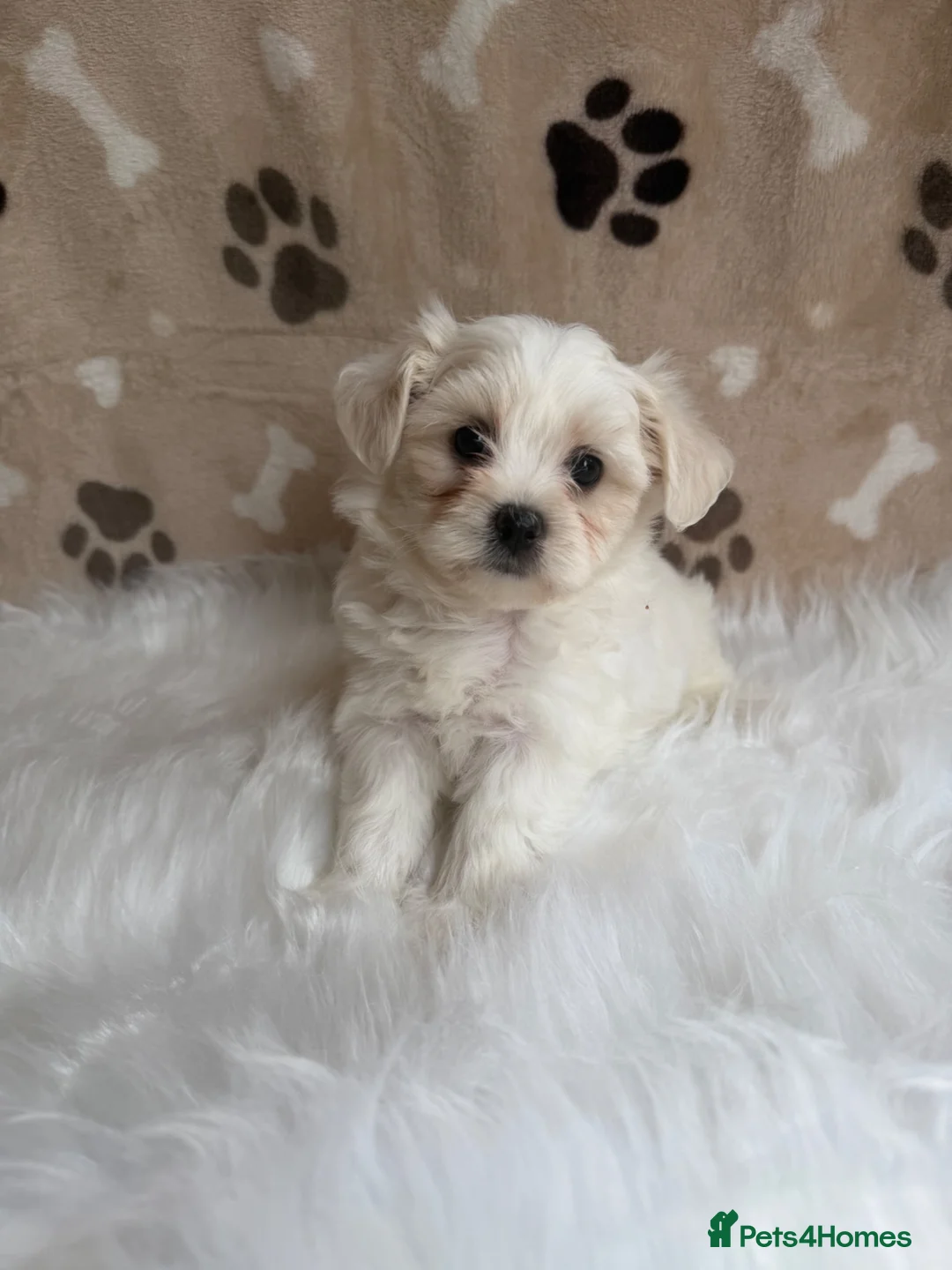 Maltipoo dogs for sale: ** 6 Maltipoo puppies** - Advert 1