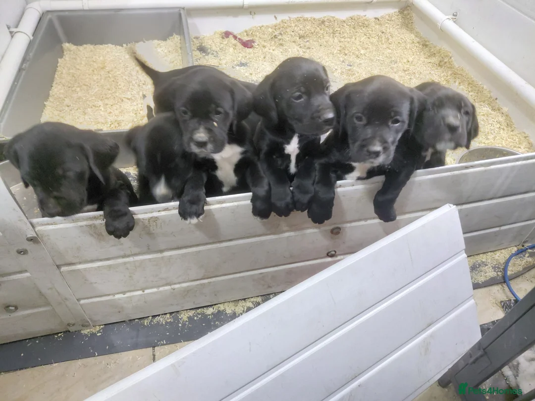 Mixed Breed dogs for sale: Golden retiver x dalmation in Manchester - Advert 1