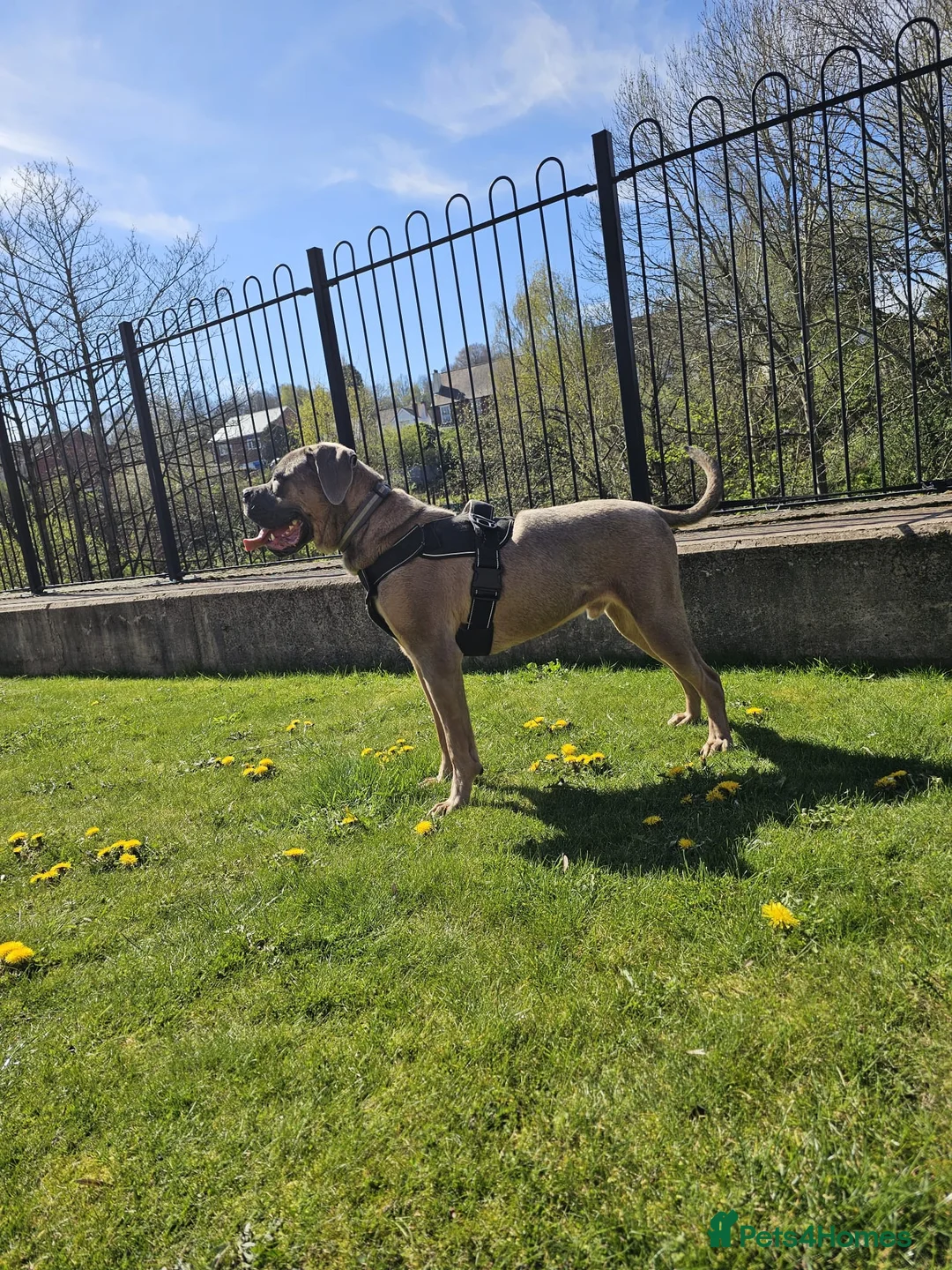 Cane Corso dogs for sale: Male Cane Corso Pup - Advert 1