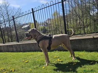 Cane Corso dogs Male Cane Corso Pup - Advert 2