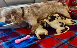 Cocker Spaniel dogs for sale: KC Show cocker spaniel pups chocolate Sable Roan   - Image 8