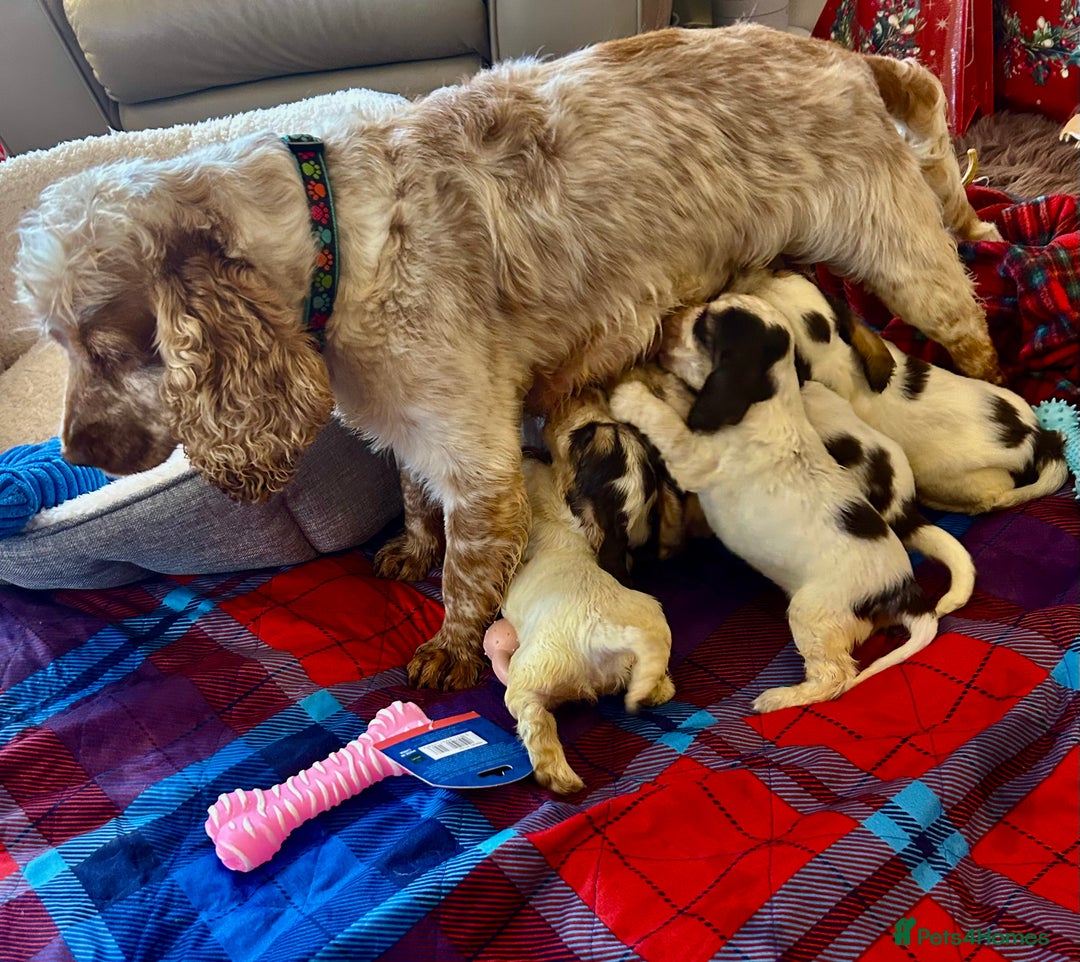 Cocker Spaniel dogs for sale: KC Show cocker spaniel pups chocolate Sable Roan   - Image 8