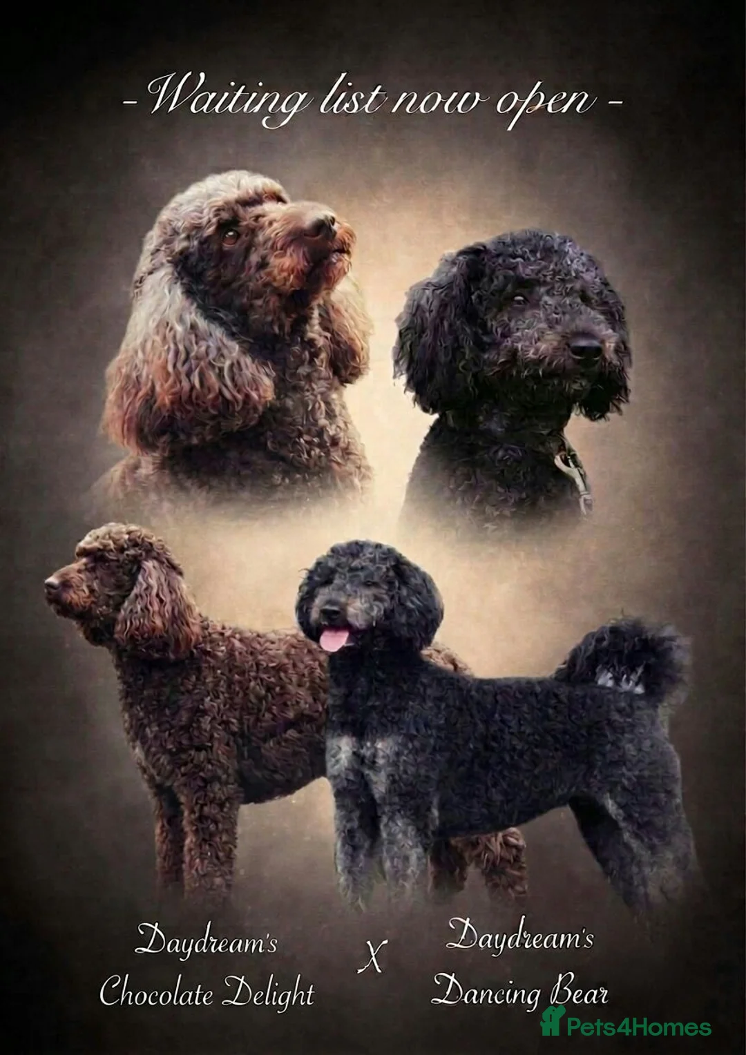 Labradoodle dogs for sale: Exceptional F7 Australian Double Doodle Puppies - Advert 1