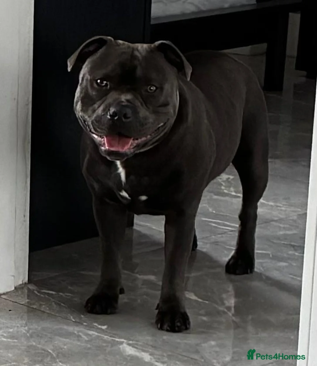 Staffordshire Bull Terrier dogs for stud: KC champion lined stud PHARON BULLSCAFF grandson - Advert 2