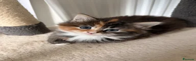 Mixed Breed Kitten 1