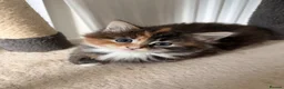 Mixed Breed cats for sale: Adorable fluffy kittens - Advert 13