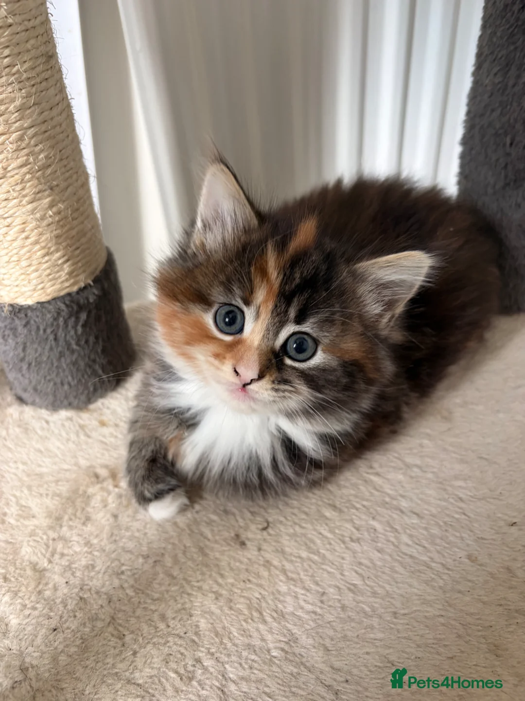Mixed Breed cats for sale: Adorable fluffy kittens - Advert 13