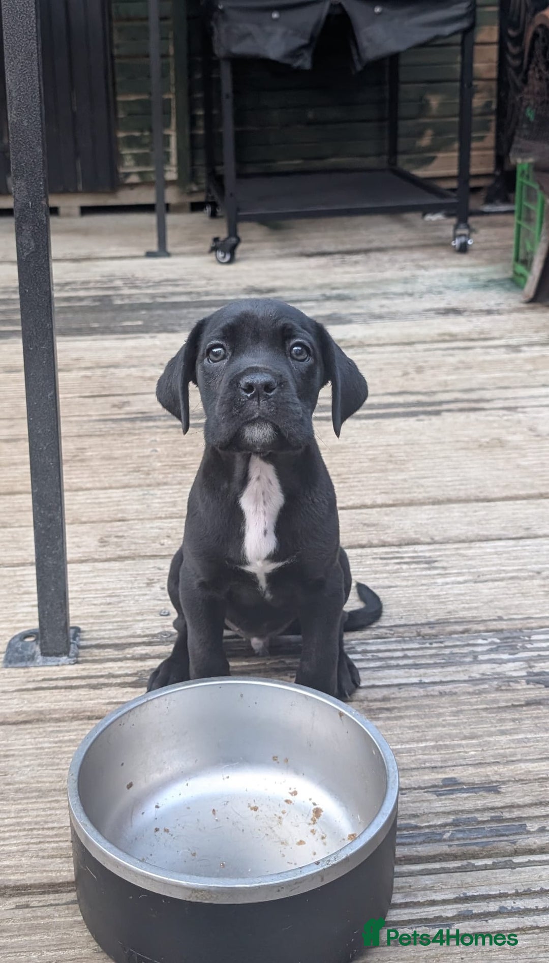 Cane Corso dogs for sale: Champion Lines Cane Corso Puppies *Ready Now** - Advert 6