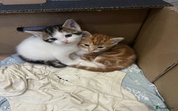 Mixed Breed cats for sale: Beautiful Fluffy Kittens  - Image 10