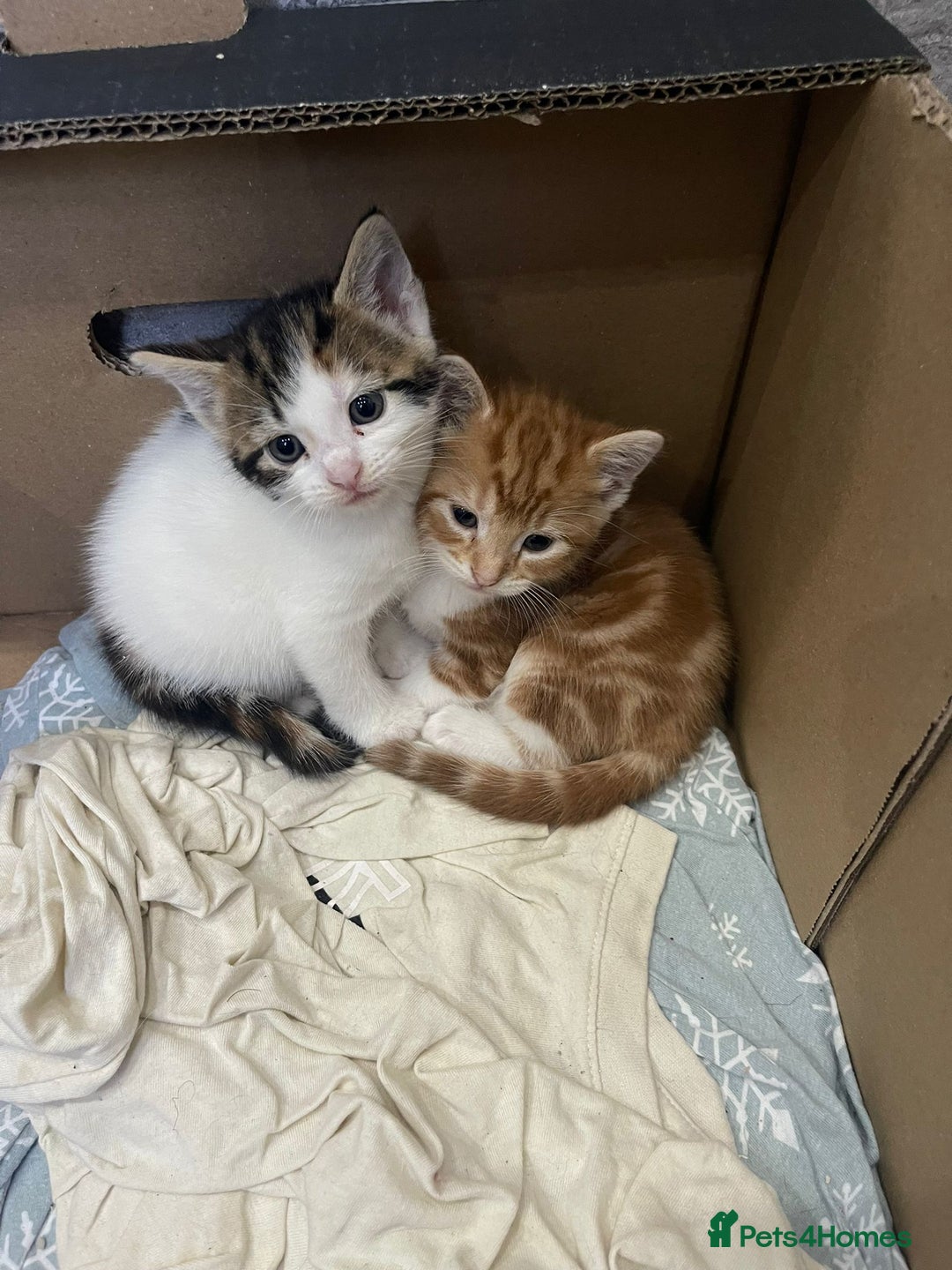 Mixed Breed cats for sale: Beautiful Fluffy Kittens  - Image 10