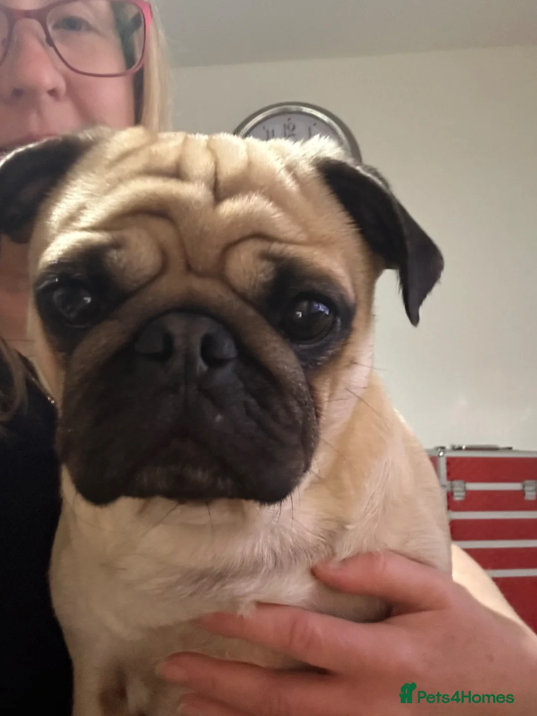 Pug dogs for sale: Rehoming Tank  in Cambridge - Advert 6