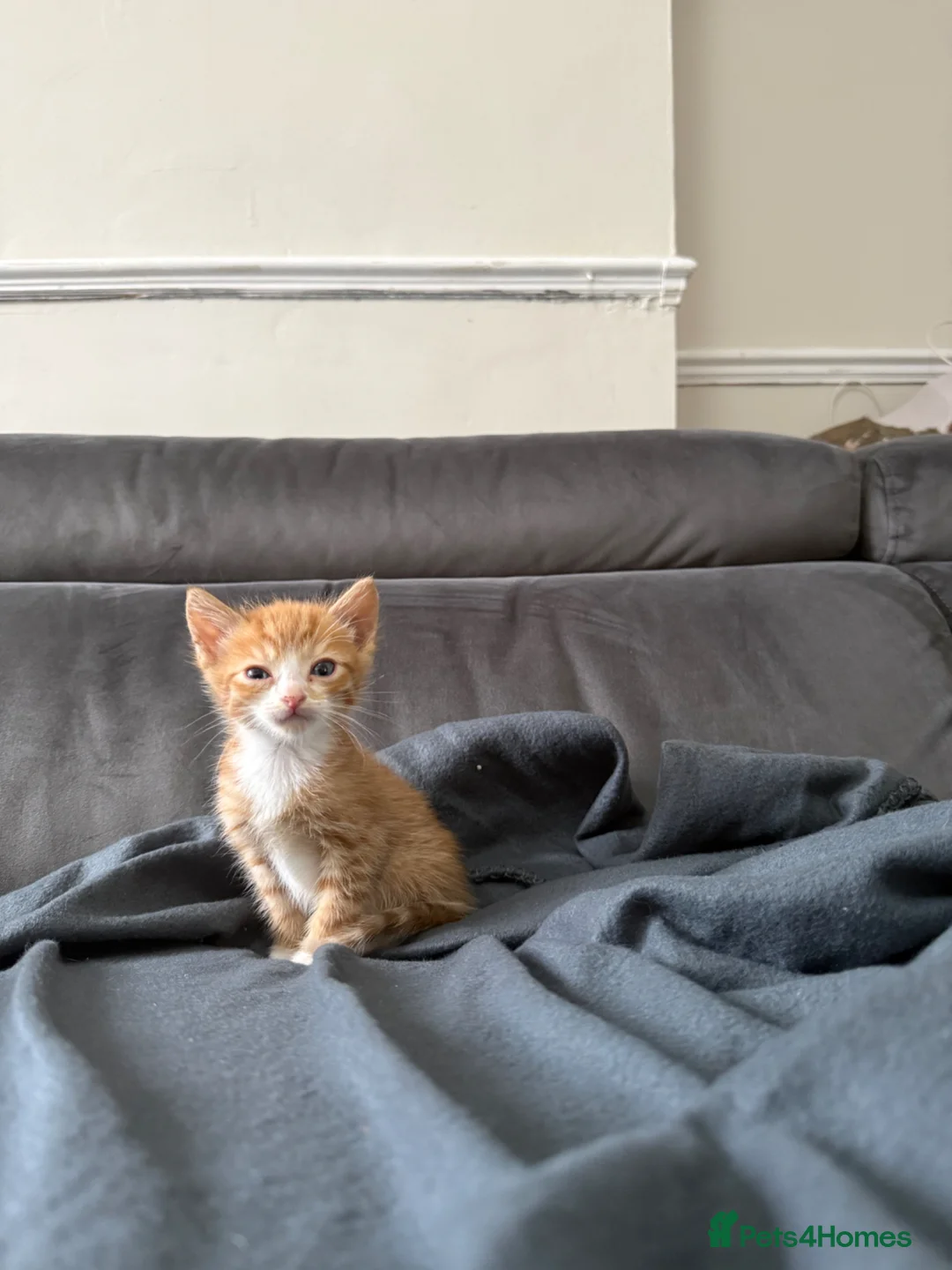 British Shorthair cats for sale: Adorable British shorthair kittens  in Morden - Advert 21