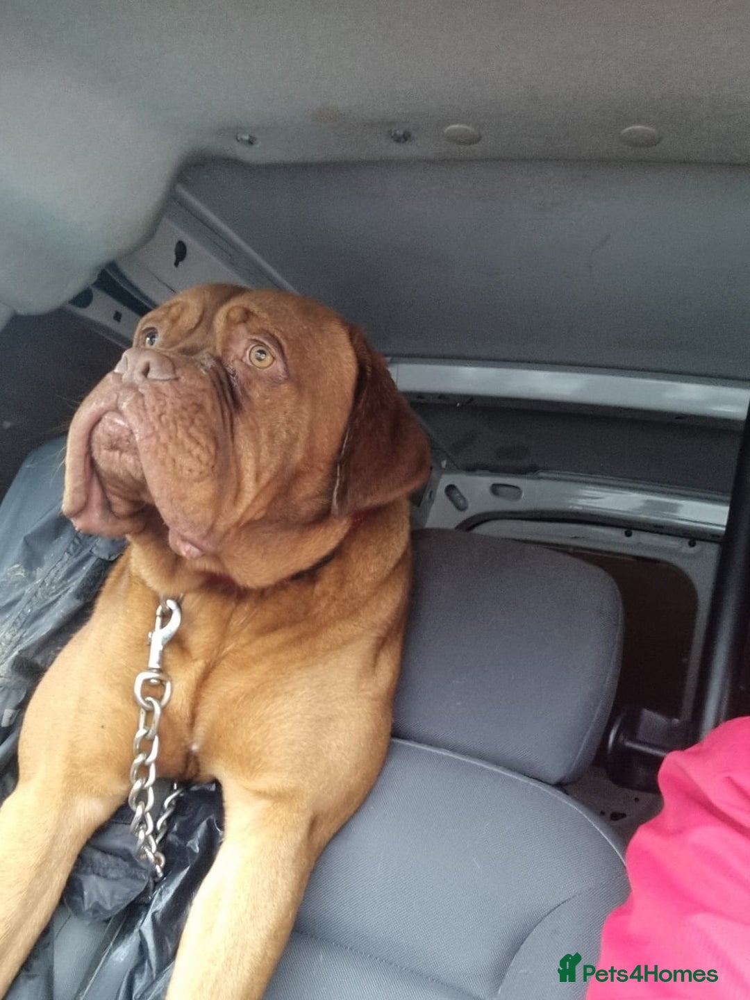 Dogue De Bordeaux dogs for sale: Buddy  - Advert 3