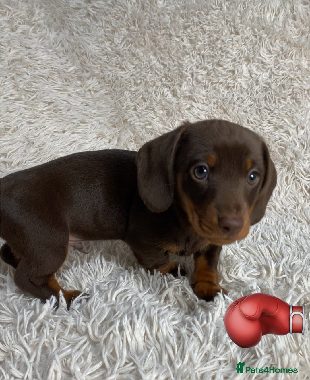 Miniature Dachshund dogs for sale: Chocolate and tan boys. - Advert 16