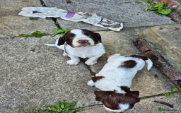 Mixed Breed dogs for sale: Springer spaniel puppies  - Image 9