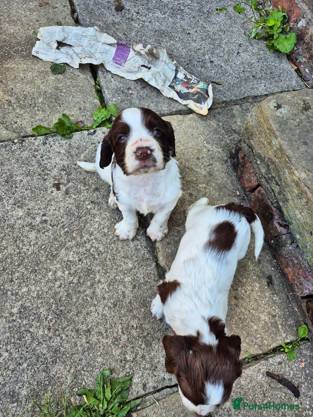 Mixed Breed dogs for sale: Springer spaniel puppies  - Image 9