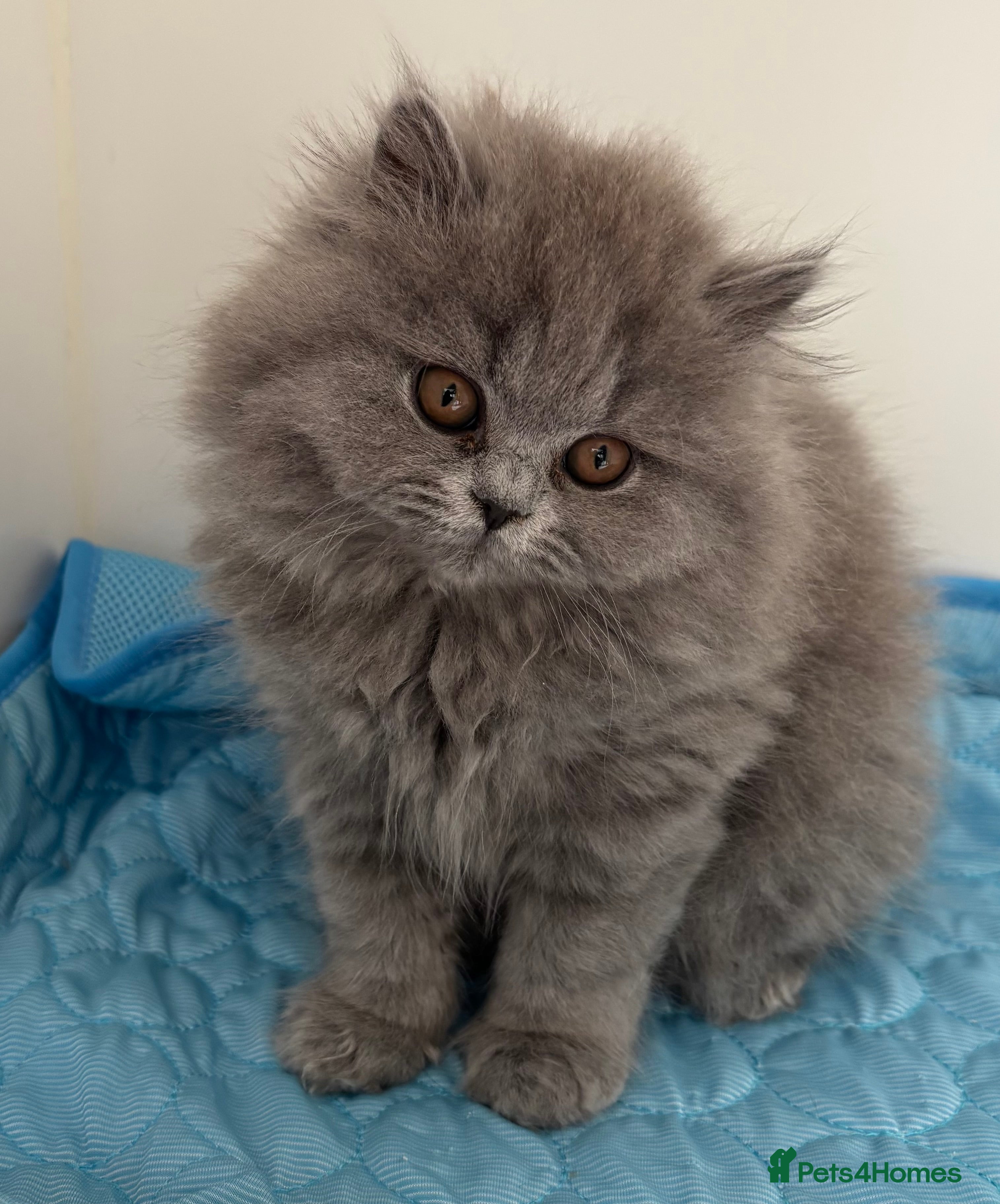 British Longhair cats British Longhair kittens GCCF Registered.  - Advert 2